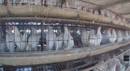 Investigation Across 21 Poultry Units in Four States Documents Widespread Animal Welfare, Hygiene and Biosecurity Concerns
